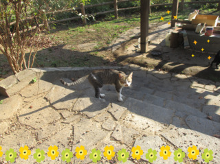 ねこ1.png