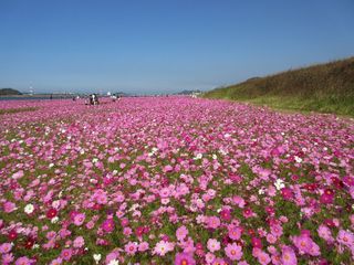 遠賀川コスモス 写真.jpg