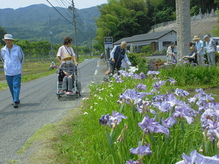 陽だまり 菖蒲 .jpg