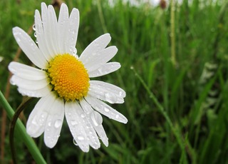 marguerite-342614_1920.jpg