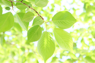 publicdomainq-0031142nfu.jpg